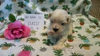 ADOPTED Daisy, a female Maltipoo for sale in Brookfield, MO – Photo 2 of 10