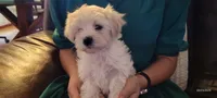 Pansy, a female Maltipoo for sale in Brookfield, MO – Photo 7 of 9
