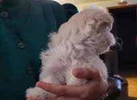 Pansy, a female Maltipoo for sale in Brookfield, MO – Photo 4 of 9