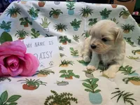 ADOPTED Daisy, a female Maltipoo for sale in Brookfield, MO – Photo 6 of 10