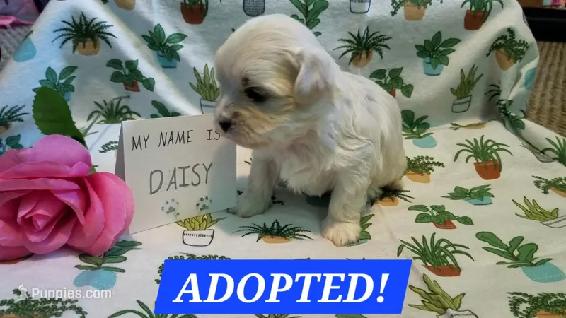ADOPTED Daisy, a female Maltipoo for sale in Brookfield, MO – Photo 1 of 10
