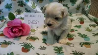 ADOPTED Daisy, a female Maltipoo for sale in Brookfield, MO – Photo 3 of 10