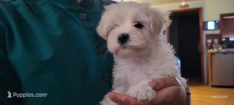 Pansy – Maltipoo puppy for sale in Brookfield, MO