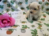 ADOPTED Daisy, a female Maltipoo for sale in Brookfield, MO – Photo 5 of 10