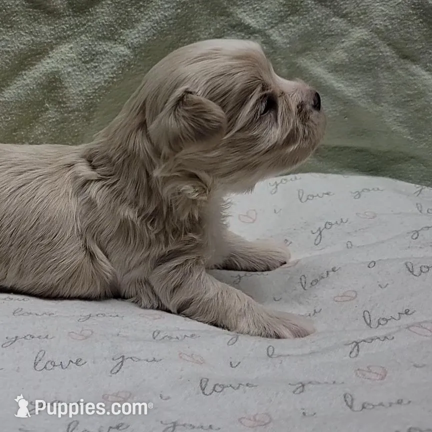 Oscar, a male Maltipoo for sale in Brookfield, MO – Photo 8 of 10