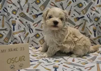 ADOPTED Oscar, a male Maltipoo for sale in Brookfield, MO – Photo 4 of 8