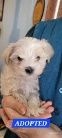 ADOPTED Oscar, a male Maltipoo for sale in Brookfield, MO – Photo 1 of 8