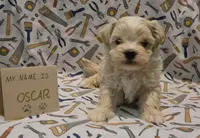 ADOPTED Oscar, a male Maltipoo for sale in Brookfield, MO – Photo 5 of 8