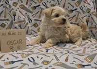 ADOPTED Oscar, a male Maltipoo for sale in Brookfield, MO – Photo 6 of 8