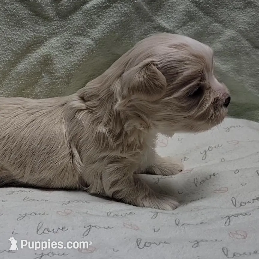 Oscar, a male Maltipoo for sale in Brookfield, MO – Photo 4 of 10