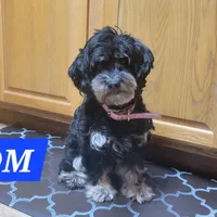 ADOPTED Oscar, a male Maltipoo for sale in Brookfield, MO – Photo 8 of 8