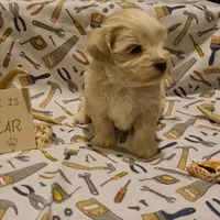 ADOPTED Oscar, a male Maltipoo for sale in Brookfield, MO – Photo 3 of 8