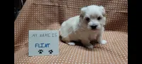 Flint, a male Maltipoo for sale in Brookfield, MO – Photo 4 of 8