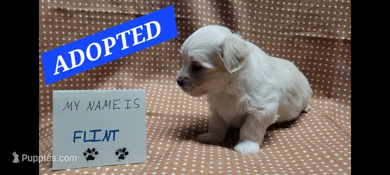ADOPTED Flint – Maltipoo puppy on hold in Brookfield, MO