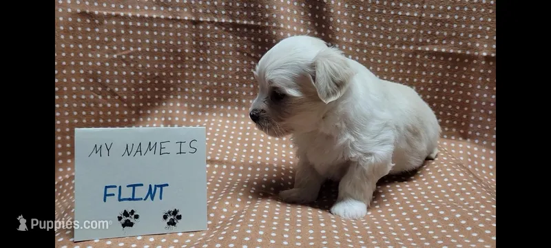 Flint – Maltipoo puppy for sale in Brookfield, MO