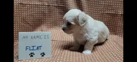 Flint, a male Maltipoo for sale in Brookfield, MO – Photo 1 of 8