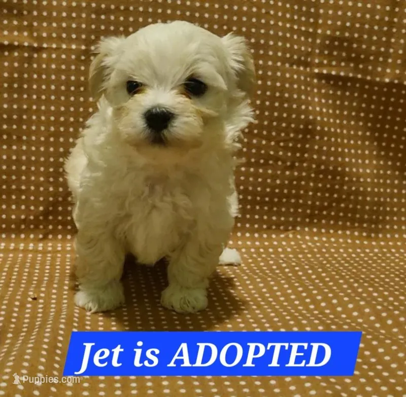 Adopted Ranger – Maltipoo puppy on hold in Brookfield, MO