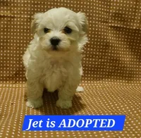 Adopted Ranger, a male Maltipoo for sale in Brookfield, MO – Photo 1 of 8
