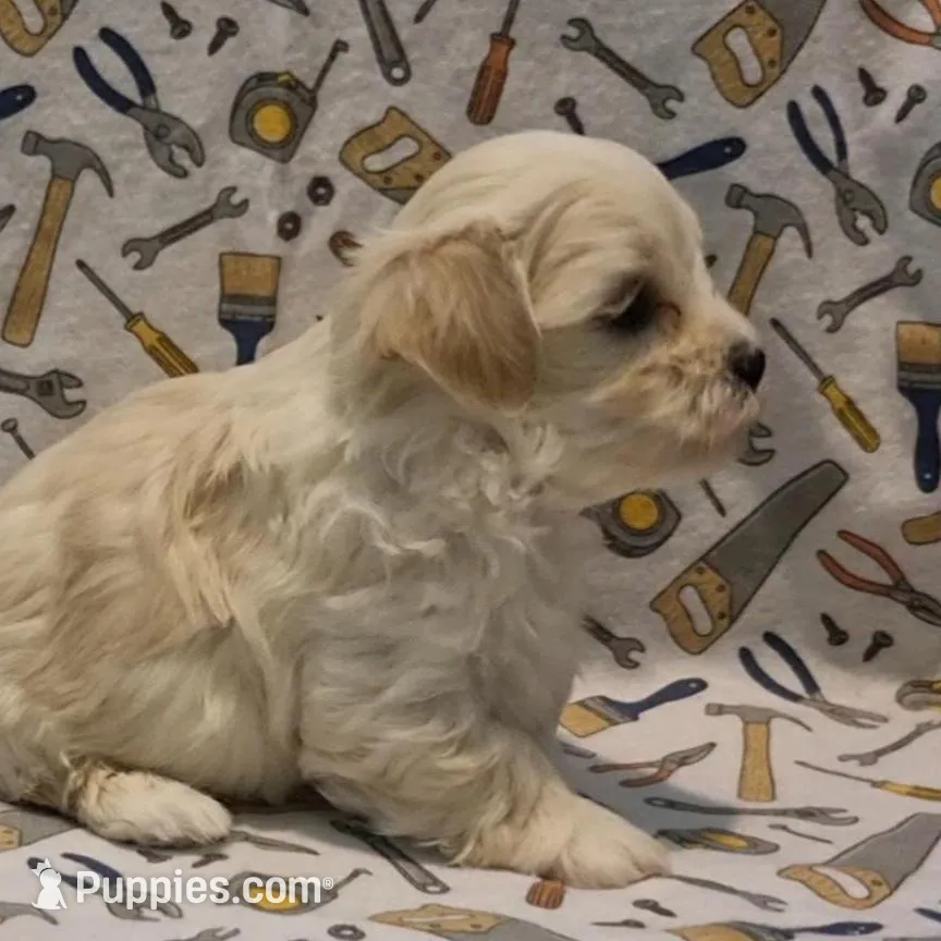 Adopted Ranger, a male Maltipoo for sale in Brookfield, MO – Photo 4 of 8