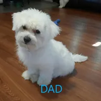 Adopted Ranger, a male Maltipoo for sale in Brookfield, MO – Photo 8 of 8