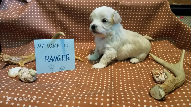 Ranger
