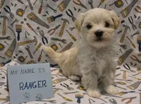 Adopted Ranger, a male Maltipoo for sale in Brookfield, MO – Photo 3 of 8