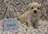 Adopted Ranger, a male Maltipoo for sale in Brookfield, MO – Photo 6 of 8