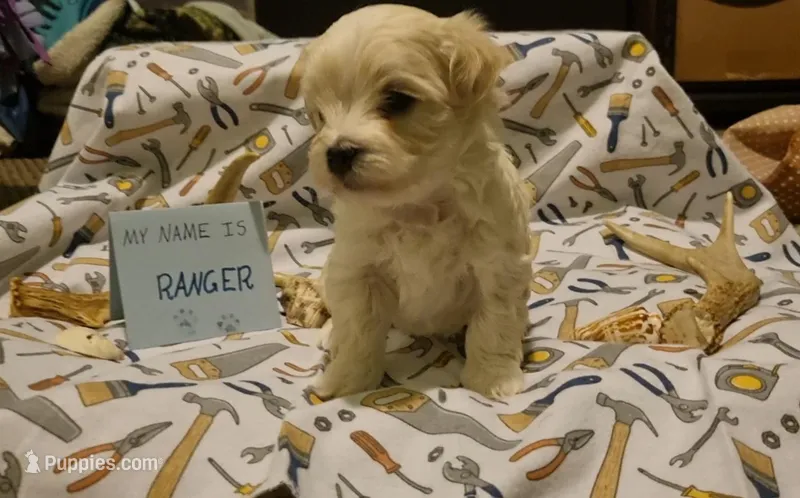 Ranger