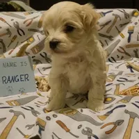 Adopted Ranger, a male Maltipoo for sale in Brookfield, MO – Photo 2 of 8