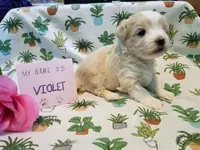 ADOPTED Violet, a female Maltipoo for sale in Brookfield, MO – Photo 5 of 10