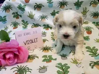 ADOPTED Violet, a female Maltipoo for sale in Brookfield, MO – Photo 6 of 10
