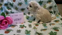 ADOPTED Violet, a female Maltipoo for sale in Brookfield, MO – Photo 2 of 10