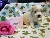 ADOPTED Violet, a female Maltipoo for sale in Brookfield, MO – Photo 3 of 10