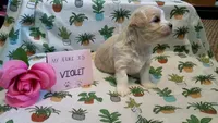 ADOPTED Violet, a female Maltipoo for sale in Brookfield, MO – Photo 7 of 10