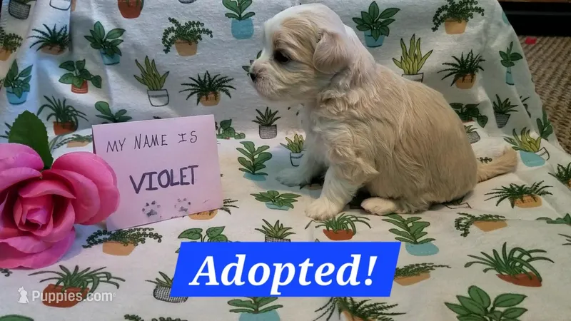 ADOPTED Violet, a female Maltipoo for sale in Brookfield, MO – Photo 1 of 10