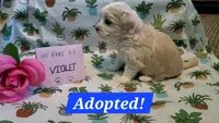 ADOPTED Violet, a female Maltipoo for sale in Brookfield, MO – Photo 1 of 10
