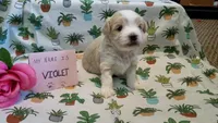 ADOPTED Violet, a female Maltipoo for sale in Brookfield, MO – Photo 4 of 10