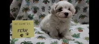 Fern, a female Maltipoo for sale in Brookfield, MO – Photo 4 of 10