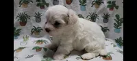 Fern, a female Maltipoo for sale in Brookfield, MO – Photo 6 of 10