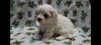 Fern, a female Maltipoo for sale in Brookfield, MO – Photo 2 of 10