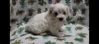 Fern, a female Maltipoo for sale in Brookfield, MO – Photo 8 of 10