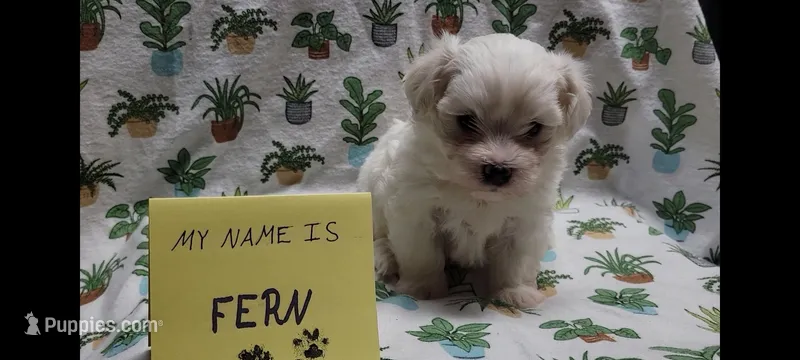 Fern – Maltipoo puppy for sale in Brookfield, MO
