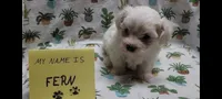 Fern, a female Maltipoo for sale in Brookfield, MO – Photo 4 of 10