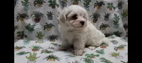 Fern, a female Maltipoo for sale in Brookfield, MO – Photo 3 of 10