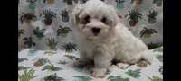 Fern, a female Maltipoo for sale in Brookfield, MO – Photo 2 of 10