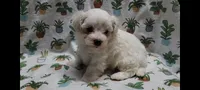 Fern, a female Maltipoo for sale in Brookfield, MO – Photo 3 of 10