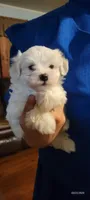 Fern, a female Maltipoo for sale in Brookfield, MO – Photo 8 of 10