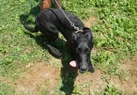 Violet, a female German Shepherd Dog and Doberman Pinscher for sale in Friendly, WV – 1 of 2