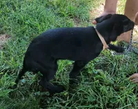 Levec, a female German Shepherd Dog and Doberman Pinscher for sale in Friendly, WV – 4 of 4
