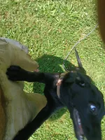 Levec, a female German Shepherd Dog and Doberman Pinscher for sale in Friendly, WV – 3 of 4